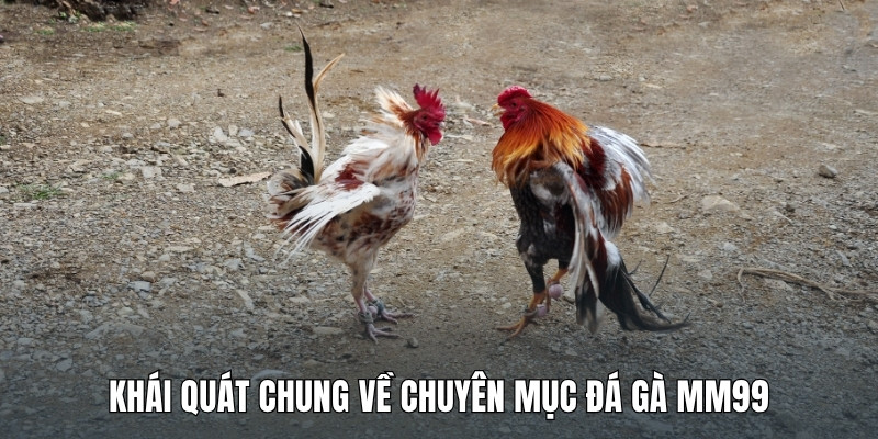 khai-quat-chung-ve-chuyen-muc-da-ga-mm99