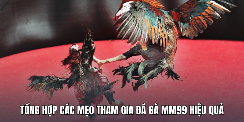 tong-hop-cac-meo-tham-gia-da-ga-mm99-hieu-qua